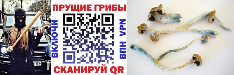 гидра ссылка  как найти закладки  Аргун  Псилоцибиновые грибы прущие грибы 